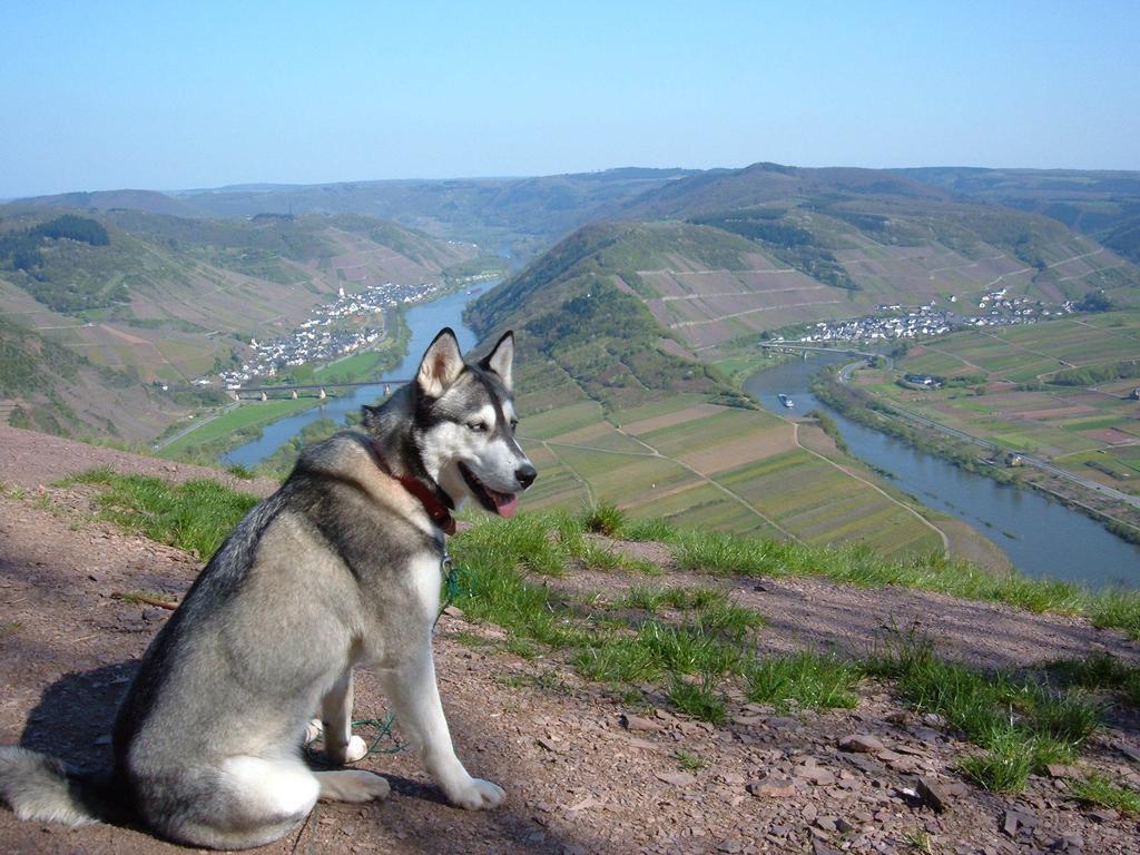 Вилла Kleines Winzerhauschen Бремм Номер фото
